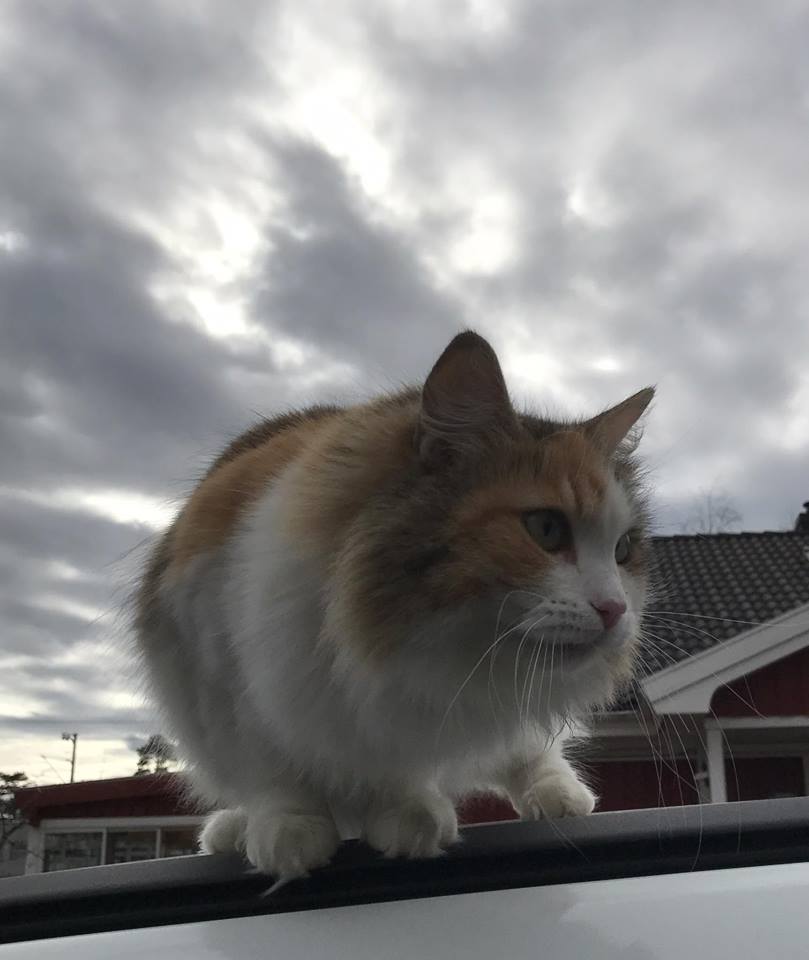 Sibirisk katt Colbie